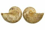 Jurassic Cut & Polished Ammonite Fossil - Madagascar #289375-1